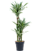 Insta-friendly Dracaena deremensis 'Warneckei' Tall Indoor House Plants Trees