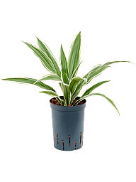 Graceful Dragon Tree Dracaena deremensis 'White Stripe' Indoor House Plants
