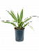 Graceful Dragon Tree Dracaena deremensis 'White Stripe' Indoor House Plants