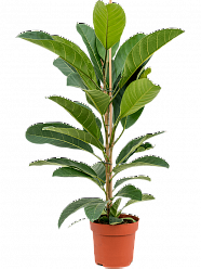 Lush Banyan Fig Ficus benghalensis 'Roy' Indoor House Plants