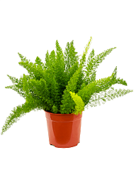 Lush Foxtail Fern Asparagus densiflorus 'Meyers' Indoor House Plants