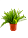 Lush Foxtail Fern Asparagus densiflorus 'Meyers' Indoor House Plants