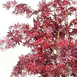 MAPLE DELUXE Artificial Tree Plant