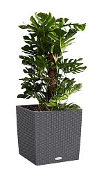 Monstera Deliciosa in LECHUZA CUBE Cottage Self-watering Planter, Total Height 160 cm