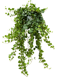 Easy-Care English Ivy Hedera helix 'Wonder' Indoor House Plants