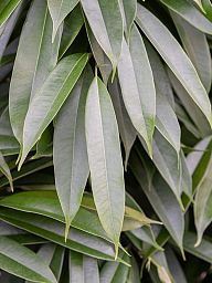 Lush Narrow-leaf Fig Ficus binnendijkii 'Amstel King' Tall Indoor House Plants Trees