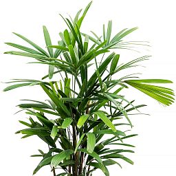 Tropical Lady Palm Rhapis excelsa Indoor House Plants