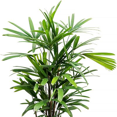 Tropical Lady Palm Rhapis excelsa Indoor House Plants