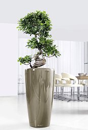 Ficus Microcarpa in LECHUZA RONDO Self-watering Planter, Total Height 120 cm