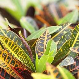 Codiaeum Sunny in LECHUZA DELTA Self-watering Planter, Total Height 55 cm