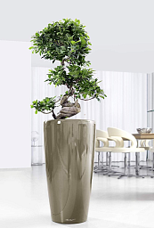 Ficus Microcarpa in LECHUZA RONDO Self-watering Planter, Total Height 120 cm