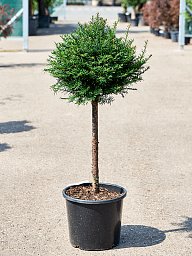 Photogenic English Yew Taxus baccata