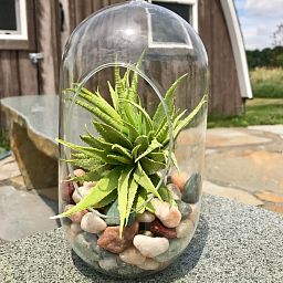 Plant Pot Toppers Stones Countryside River Rocks