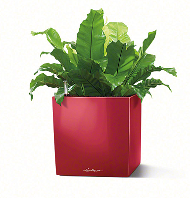 LECHUZA CUBE Square Poly Resin Self-watering Planter