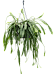 Easy-Care Snowdrop Cactus Lepismium houlletianum Indoor House Plants