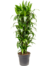 Impressive Corn Plant Dracaena fragrans 'Janet Craig' Tall Indoor House Plants Trees