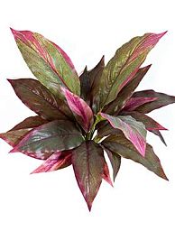 Cordyline Artificial Flower Plant