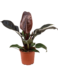 Lush Heart-Leaf Philodendron 'Imperial Red' Indoor House Plants