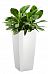 Aglaonema Stripes in LECHUZA CUBICO Self-watering Planter, Total Height 125 cm