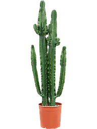 Impressive African Milk Tree Euphorbia erytrea Indoor House Plants