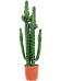 Impressive African Milk Tree Euphorbia erytrea Indoor House Plants