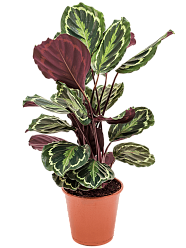 Showy Pin-Stripe Calathea 'Medallion' Indoor House Plants