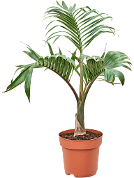 Lush Bottle Palm Hyophorbe lagenicaulis Tall Indoor House Plants Trees