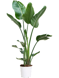 Tropical Bird of Paradise Strelitzia nicolai Indoor House Plants