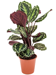 Showy Pin-Stripe Calathea 'Medallion' Indoor House Plants