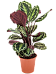 Showy Pin-Stripe Calathea 'Medallion' Indoor House Plants