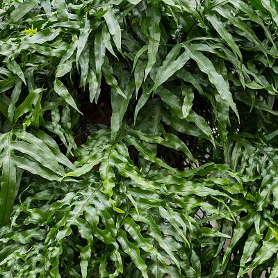 Easy-Care Kangaroo Foot Fern Microsorum diversifolium xxl Indoor House Plants