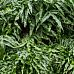 Easy-Care Kangaroo Foot Fern Microsorum diversifolium xxl Indoor House Plants