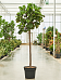 Lush Fiddle Leaf Fig Ficus lyrata Indoor House Plants
