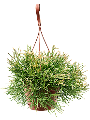 Shade-loving Easy Sweet Rhipsalis clavata Indoor House Plants Shade-loving Easy Sweet Rhipsalis clavata Indoor House Plants