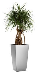 Dracaena Marginata in LECHUZA CUBICO Self-watering Planter, Total Height 150 cm