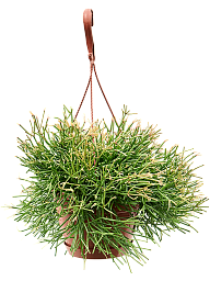 Shade-loving Easy Sweet Rhipsalis clavata Indoor House Plants