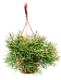 Shade-loving Easy Sweet Rhipsalis clavata Indoor House Plants