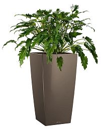 Philodendron Xanadu in LECHUZA CUBICO Self-watering Planter, Total Height 100 cm