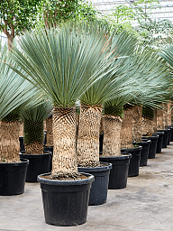Photogenic Beaked Blue Yucca rostrata (170-200) Indoor House Plants