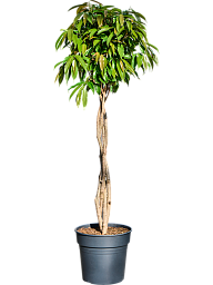 Lush Narrow-leaf Fig Ficus binnendijkii 'Amstel King' Tall Indoor House Plants Trees