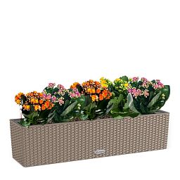 Blooming Kalanchoes Maxi in LECHUZA BALCONERA Cottage Self-watering Planter, Total Height 40 cm