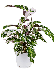 Fabulous Peacock Plant Calathea 'Fusion White' Indoor House Plants
