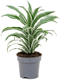 Easy-Care Corn Plant Dracaena fragrans 'White Jewel' Indoor House Plants