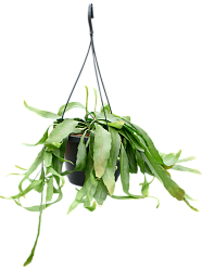 Photogenic Mistletoe Cactus Rhipsalis ramulosa 'Red Coral' Indoor House Plants