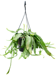 Photogenic Mistletoe Cactus Rhipsalis ramulosa 'Red Coral' Indoor House Plants