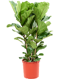 Lush Fiddle Leaf Fig Ficus lyrata Indoor House Plants