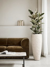 Lush Rubber Plant Ficus elastica 'Tineke' Indoor House Plants