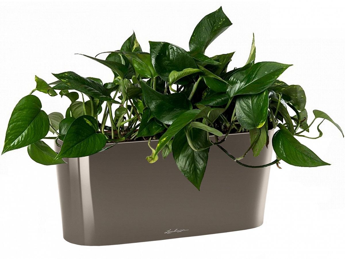 Golden Philodendron in LECHUZA DELTA Self-watering Planter, Total Height 40 cm