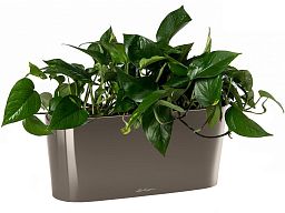 Golden Philodendron in LECHUZA DELTA Self-watering Planter, Total Height 40 cm