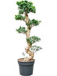 Lush Curtain Fig Ficus microcarpa 'Compacta' Tall Indoor House Plants Trees